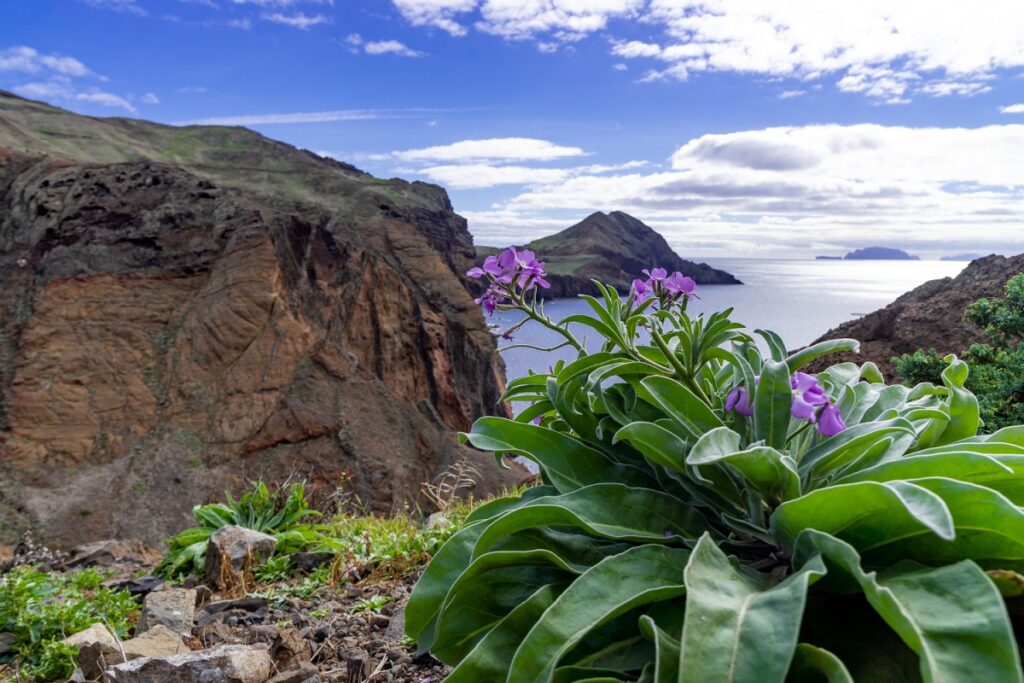 Lanai 1