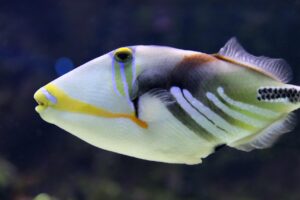 triggerfish-4075542_1280