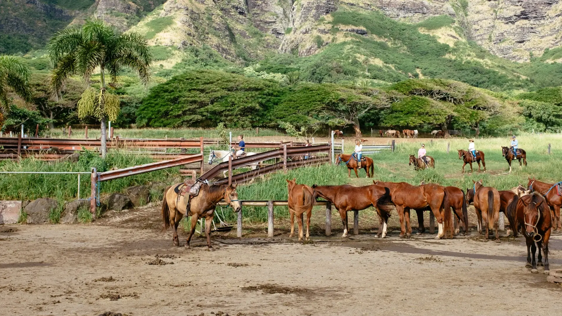 Cavalli al Kualoa Ranch